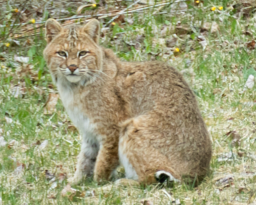 Bobcat photographed in Vermont