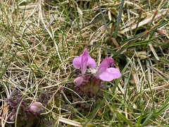 Pedicularis sylvatica sylvatica