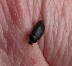 Attagenus unicolor