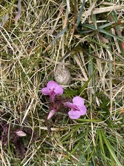 Pedicularis sylvatica sylvatica