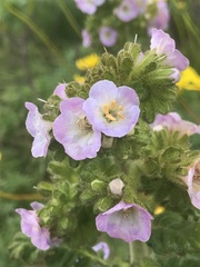 Phacelia ixodes