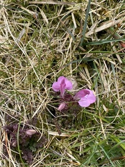Pedicularis sylvatica sylvatica