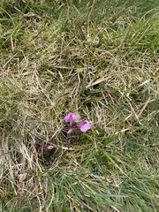 Pedicularis sylvatica sylvatica