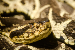 Bothrops jararacussu