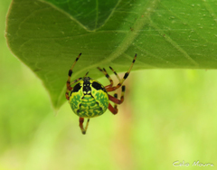 Araneus guttatus