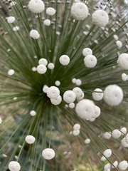 Paepalanthus chiquitensis