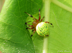Araneus guttatus