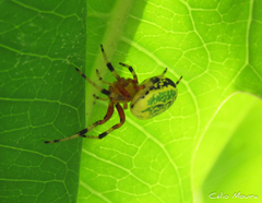 Araneus guttatus