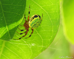 Araneus guttatus