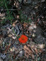 Adenophyllum aurantium