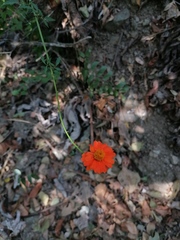 Adenophyllum aurantium