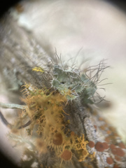 Heterodermia namaquana