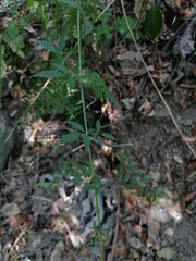 Adenophyllum aurantium