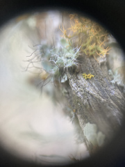 Heterodermia namaquana
