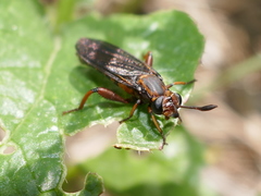 Phyllomydas parvulus