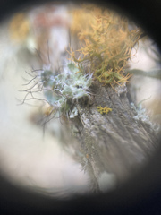 Heterodermia namaquana