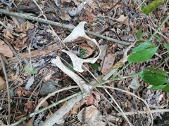 Equus asinus