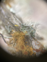 Heterodermia namaquana