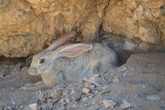 Lepus capensis