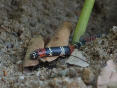 Micrurus altirostris