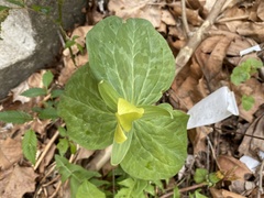 Trillium luteum