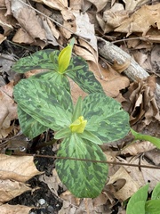 Trillium luteum