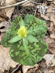 Trillium luteum