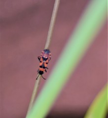 Horvathiolus guttatus