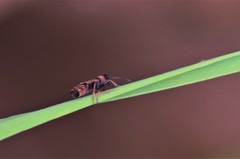Horvathiolus guttatus