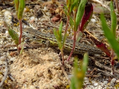 Psammodromus occidentalis