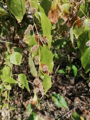 Koanophyllon monanthum