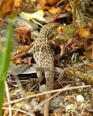 Psammodromus occidentalis