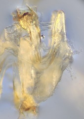 Leptoiulus demangei
