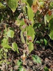 Koanophyllon monanthum