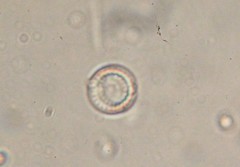 Thalassiosirales