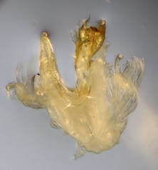 Leptoiulus demangei