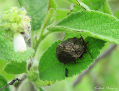 Polychalca aerea