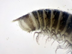 Leptoiulus demangei