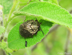 Polychalca aerea