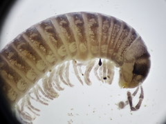 Leptoiulus demangei