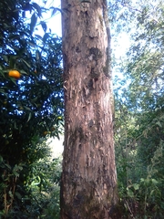 Campomanesia xanthocarpa