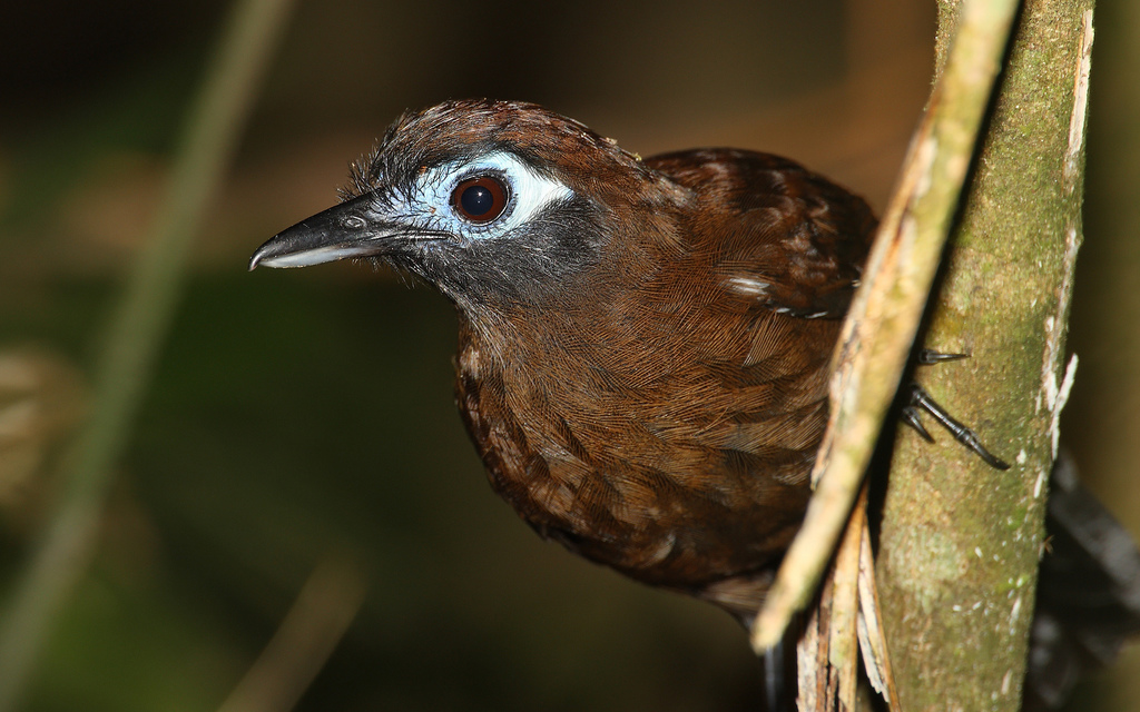 Blue-lored Antbird (Hafferia immaculata) photo