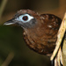 Blue-lored Antbird - Photo (c) Mdf, some rights reserved (CC BY-SA)