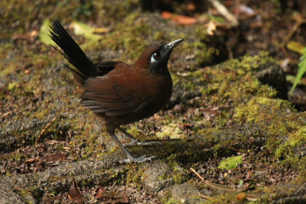 Hormiguero Inmaculado, Hafferia immaculata
