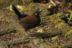 Blue-Lored Antbird photo 2