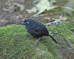 Blue-Lored Antbird photo 3