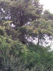 Tilia americana mexicana