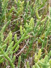 Arthroceras subterminale