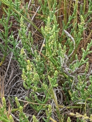 Arthroceras subterminale