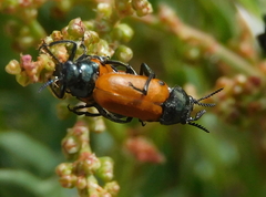 Labidostomis taxicornis